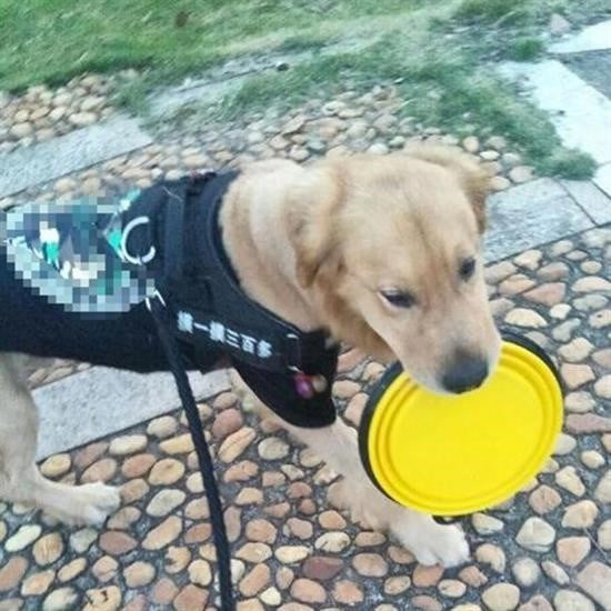 JetBura® Katlanabilir Kedi Köpek Mama ve Su Kabı Köpek Oyuncağı